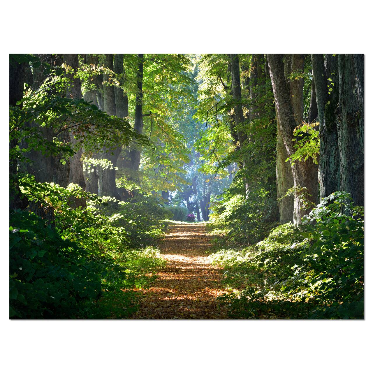 Designart - Bright Green Forest in Morning - Landscape Photography Canvas Print